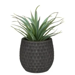 New FLOURISH Aloe pot colore
