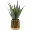New TROPICAL PARADISE Aloe pot strie or