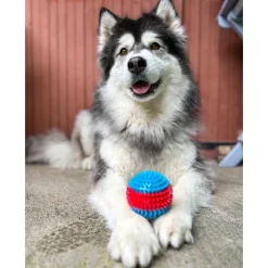 Hot SCOOBY DOO Grande balle pour chien