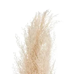 Best Pampa naturel x3 h110cm