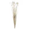 Discount Phalaris 50cm