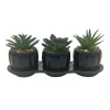 FLOURISH Set de 3 succulentes