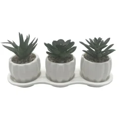 FLOURISH Set de 3 succulentes