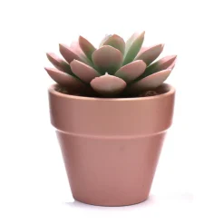 Clearance FLOURISH Succulente artificielle en pot