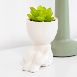 Best SIMPLY Succulente en pot