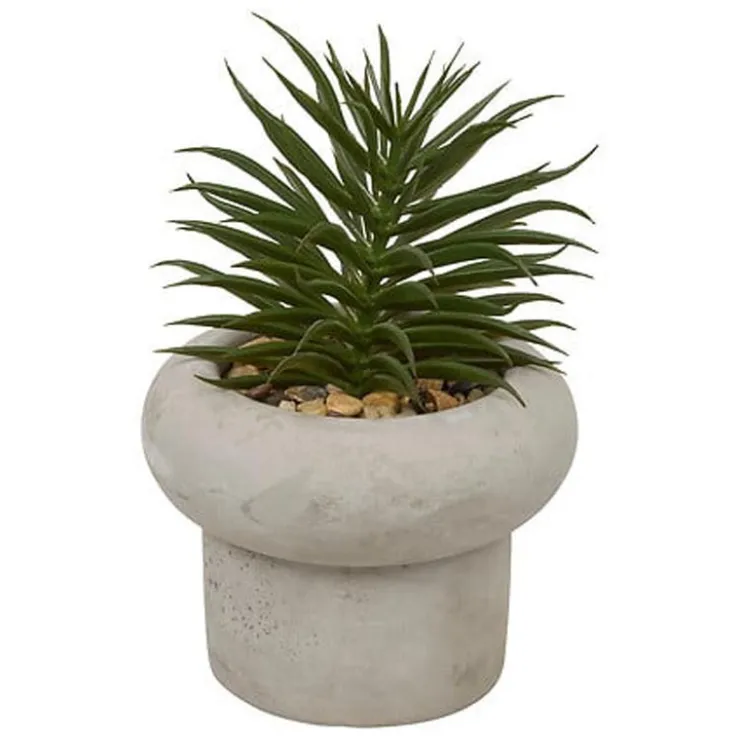 Sale Succulente pot beton