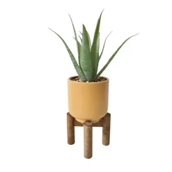 Clearance TROPICAL PARADISE Succulente pot pied bois