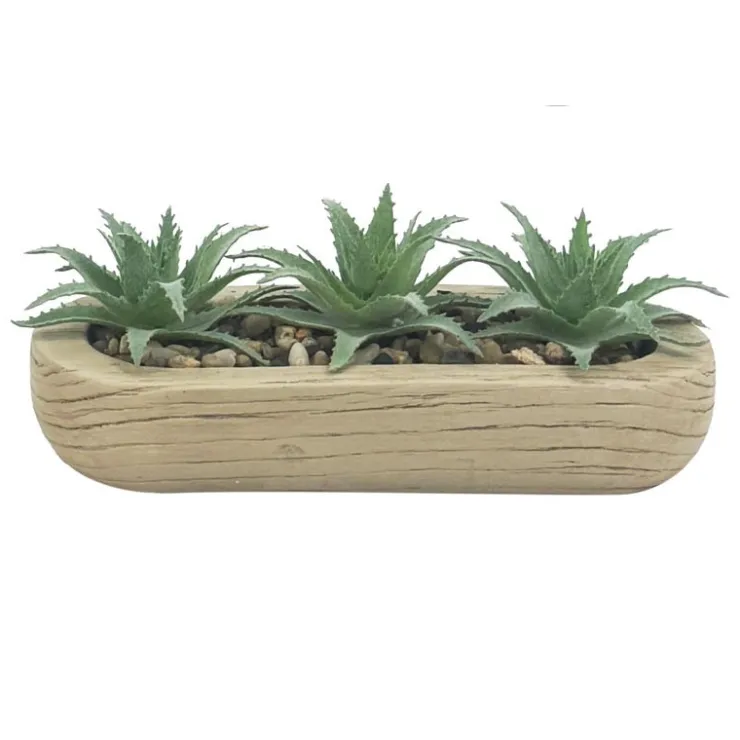 FLOURISH Trio succulentes